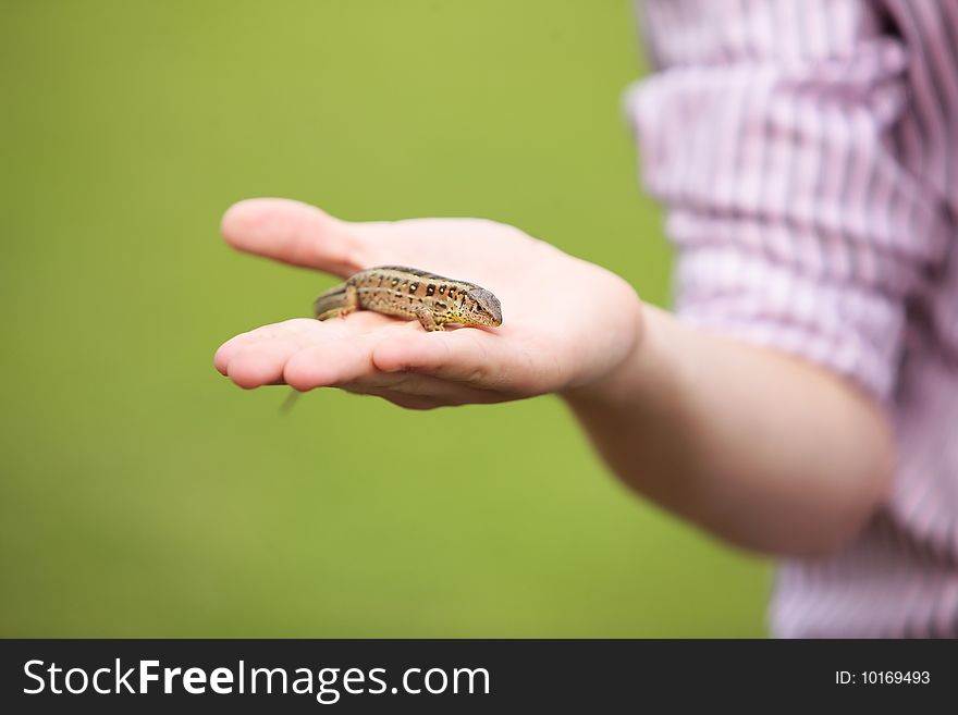 Lizard Captured Held In Hand In Nautre