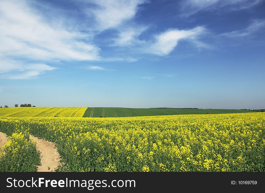 Rape field in the springtime