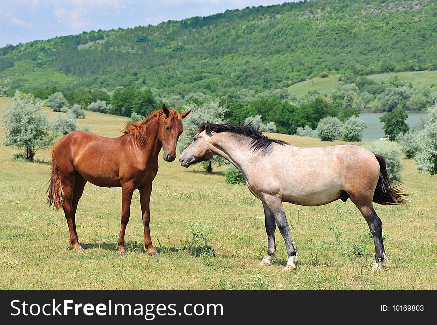 Two friendly horses playing at green meadow