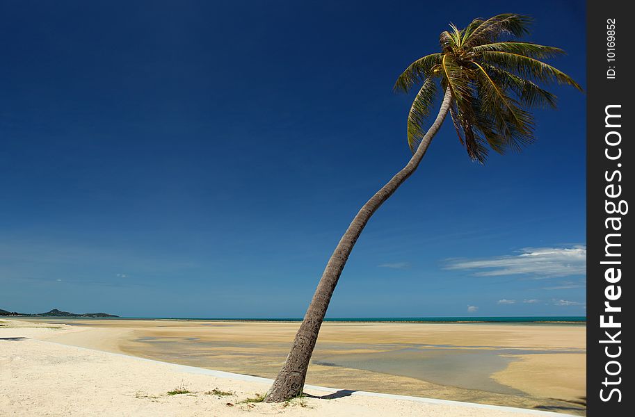 A view off the south east coast of Koh Samui with a palm tree.
