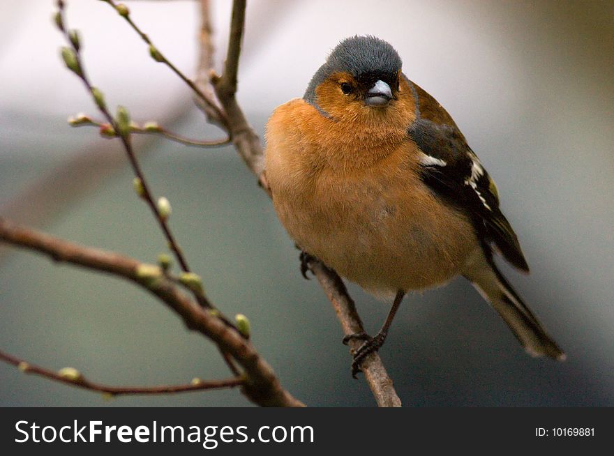 Chaffinch sitting on a branch