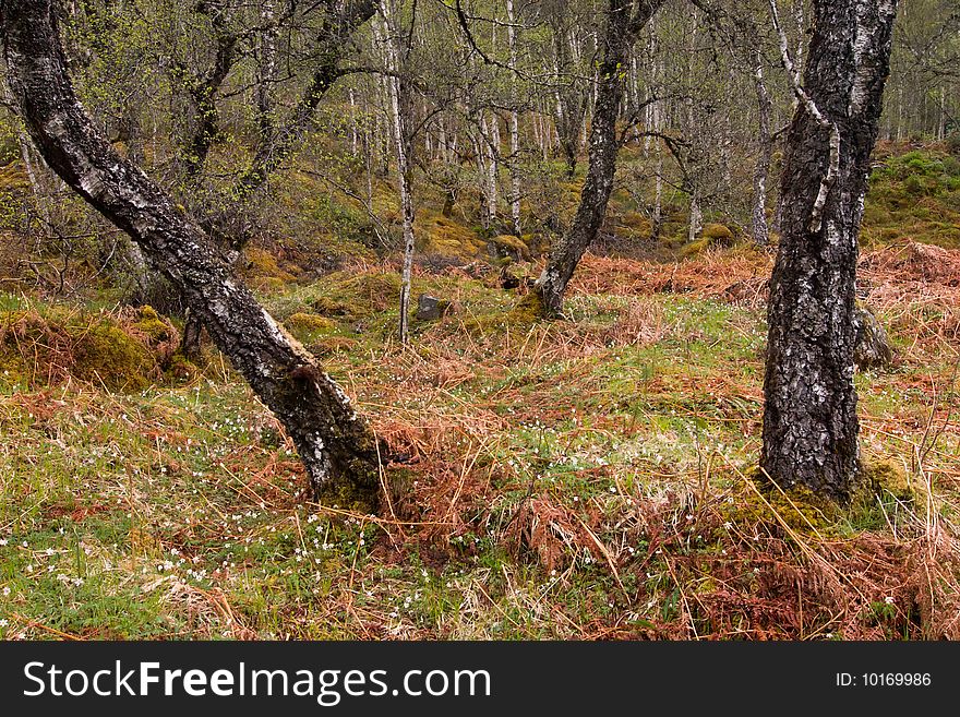 Green and brown grass in scotland forest