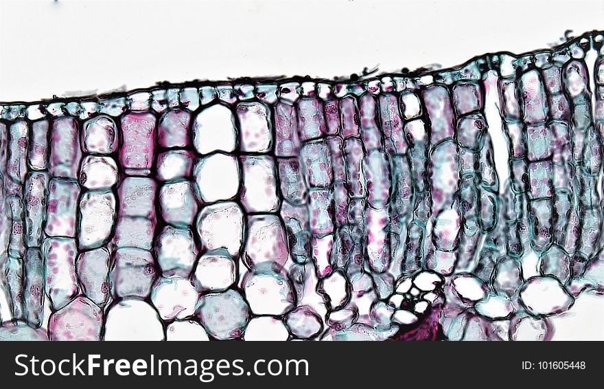 cross section: Nymphea leaf common name: Waterlily magnification: 400x Both the upper &#x28;adaxial&#x29; and lower &#x28;abaxial&#x29; epidermis are uniseriate and contain chloroplasts. The air exposed adaxial epidermis is well cutinized and contain numerous stomata that open into large substomatal air chambers. The submerged abaxial epidermis has a very thin cuticle and lacks stomata. Dark staining slime glands are present on the abaxial surface. Deep to the upper epidermis are several layers of tightly packed palisade mesophyll, the chief photosynthetic tissue of the leaf. Most of the leaf interior is occupied by a deeper zone of spongy mesophyll with large air spaces. Large red staining branched astroscleroids are abundant throughout the mesophyll. cross section: Nymphea leaf common name: Waterlily magnification: 400x Both the upper &#x28;adaxial&#x29; and lower &#x28;abaxial&#x29; epidermis are uniseriate and contain chloroplasts. The air exposed adaxial epidermis is well cutinized and contain numerous stomata that open into large substomatal air chambers. The submerged abaxial epidermis has a very thin cuticle and lacks stomata. Dark staining slime glands are present on the abaxial surface. Deep to the upper epidermis are several layers of tightly packed palisade mesophyll, the chief photosynthetic tissue of the leaf. Most of the leaf interior is occupied by a deeper zone of spongy mesophyll with large air spaces. Large red staining branched astroscleroids are abundant throughout the mesophyll.