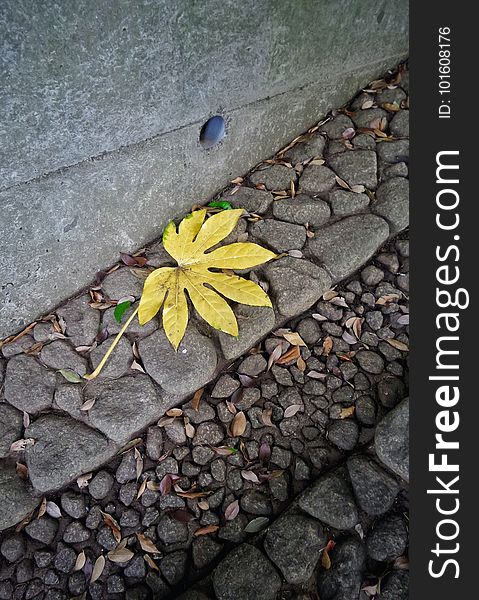 Plant, Road Surface, Asphalt, Flower