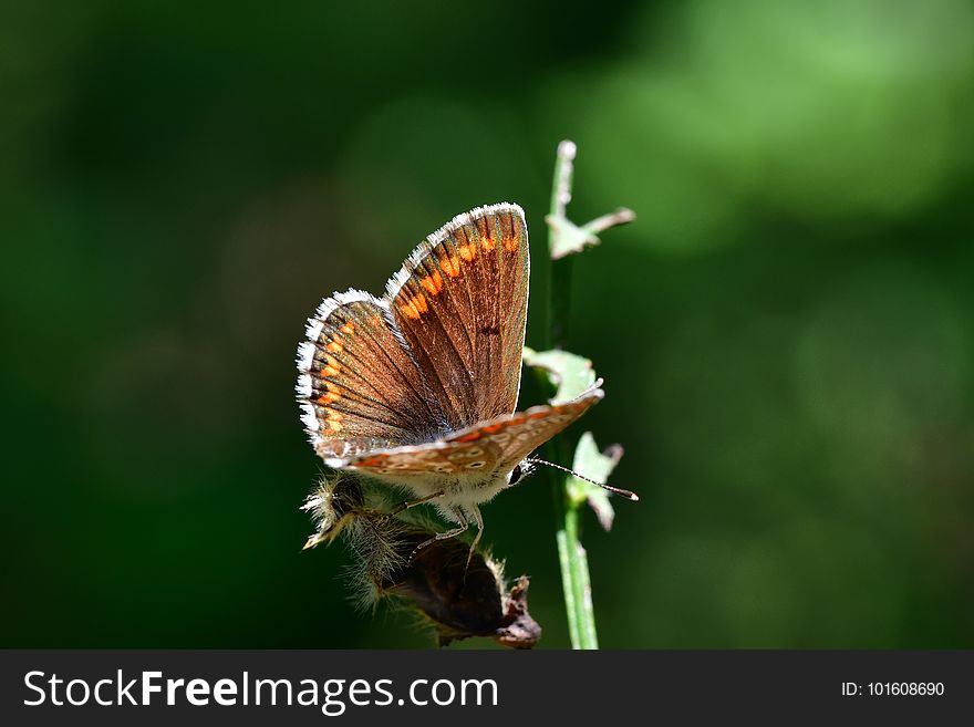 AraignÃ©es, Insectes Et Fleurs De La ForÃªt De MouliÃ¨re &x28;Les Agobis&x29;