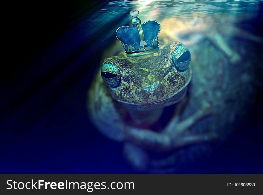 Water, Amphibian, Frog, Marine Biology
