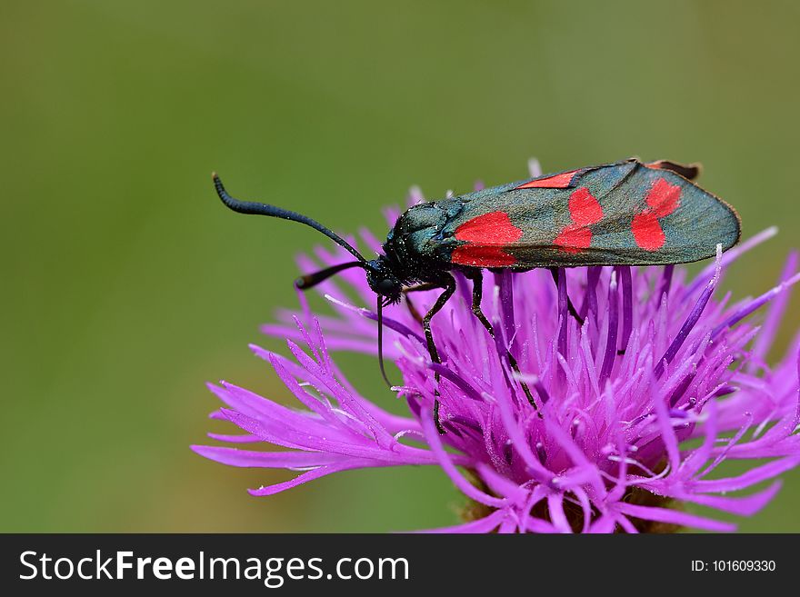 AraignÃ©es, insectes et fleurs de la forÃªt de MouliÃ¨re &#x28;Le Pinail - Ansozour - La Gassotte&#x29;