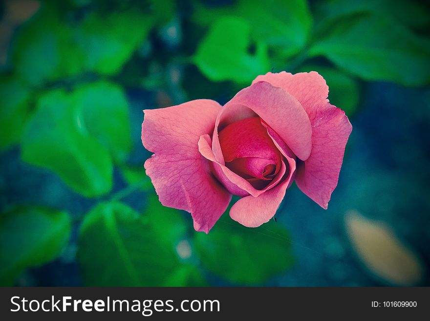 Flower, Rose Family, Rose, Pink