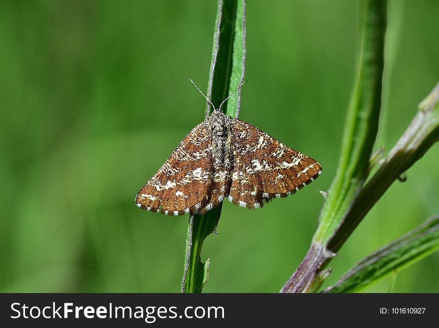 AraignÃ©es, Insectes Et Fleurs De La ForÃªt De MouliÃ¨re &x28;Le Plan Des Aises - La Fosse Au Loup - Le Puits De La Brousse&x29;