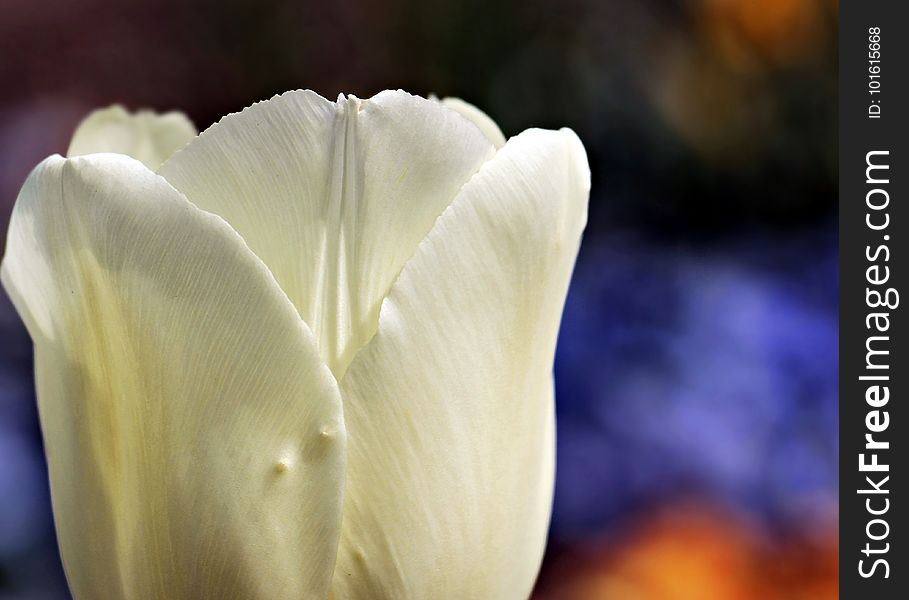 Flower, White, Petal, Close Up