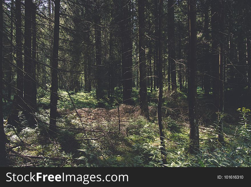 Forest, Ecosystem, Spruce Fir Forest, Nature