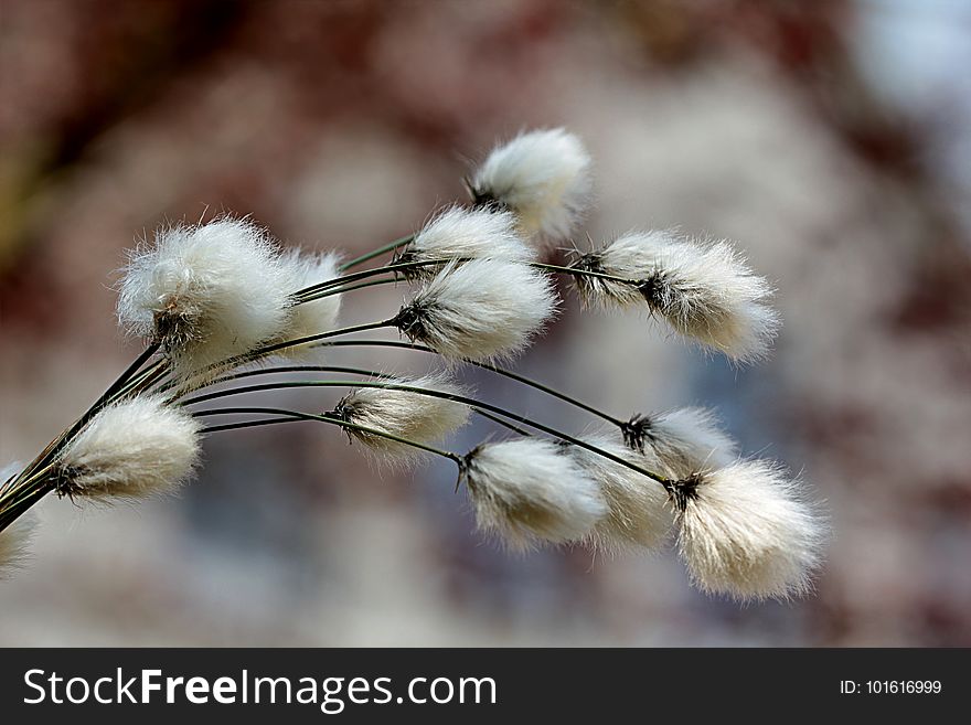 Feather, Flora, Close Up, Branch