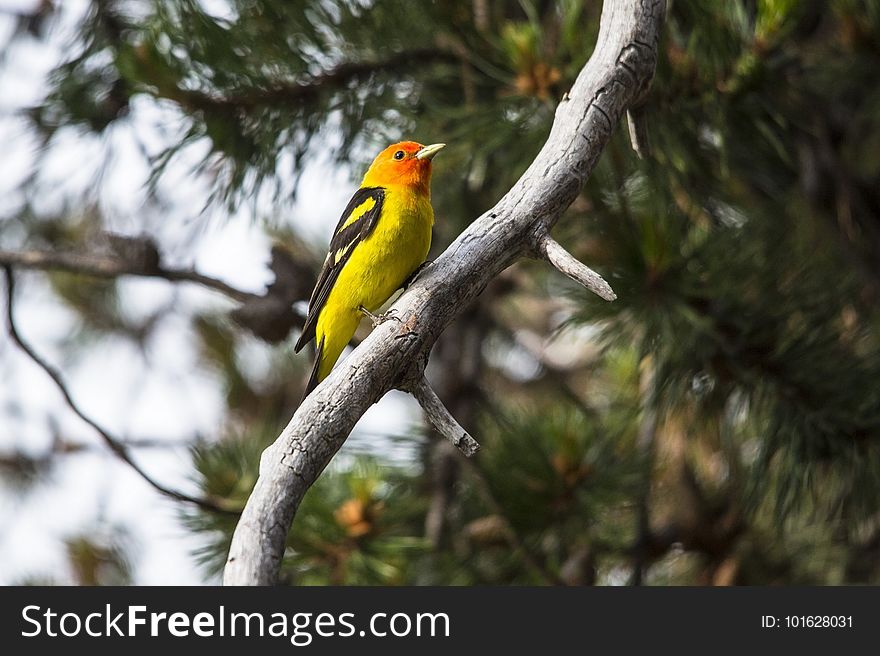 Bird, Fauna, Beak, Tree