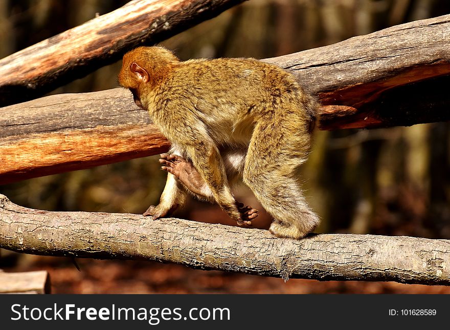 Mammal, Fauna, Primate, Macaque