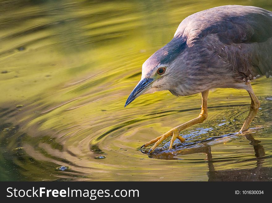 Bird, Water, Beak, Fauna