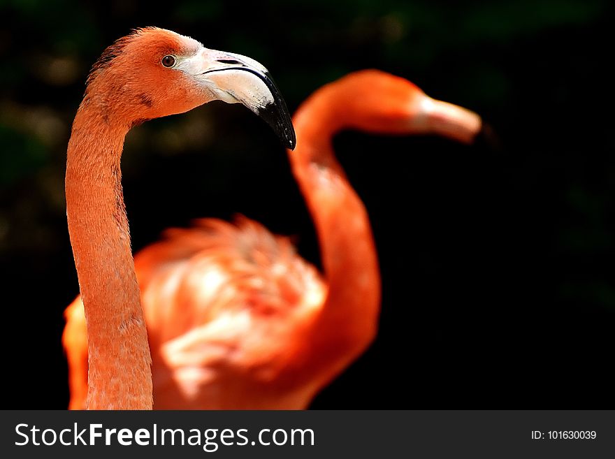 Flamingo, Beak, Bird, Water Bird