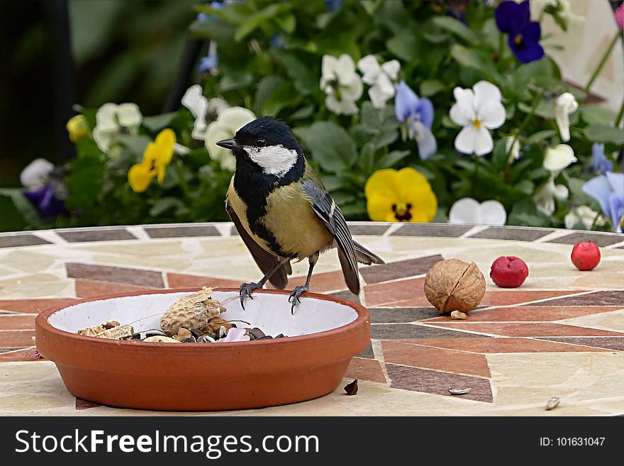 Bird, Fauna, Beak, Bird Food