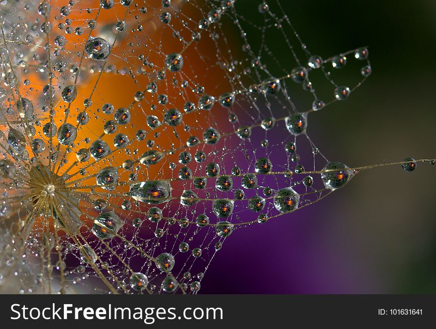 Water, Dew, Spider Web, Moisture
