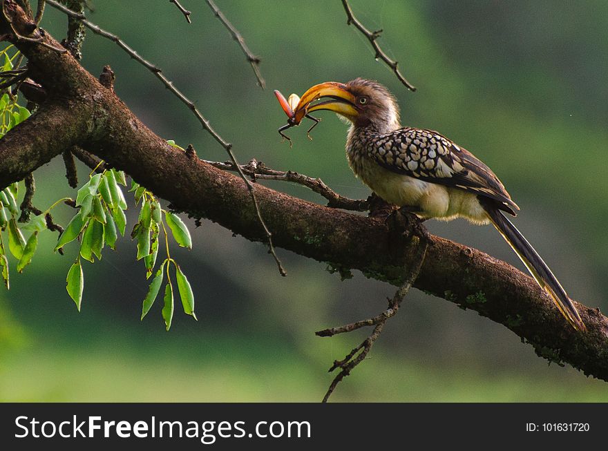 Bird, Beak, Ecosystem, Hornbill