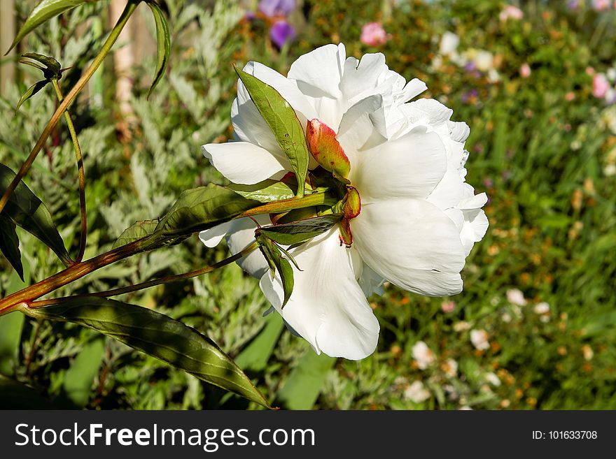 Flower, White, Flora, Plant