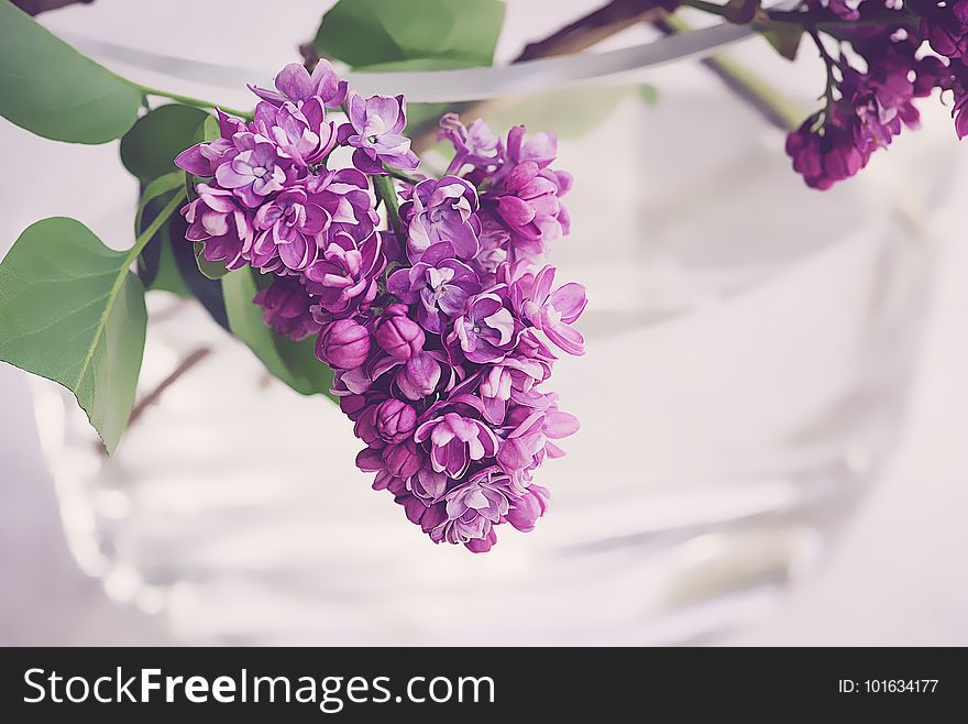 Flower, Purple, Violet, Flowering Plant