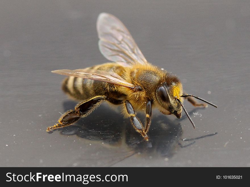 Insect, Honey Bee, Bee, Invertebrate