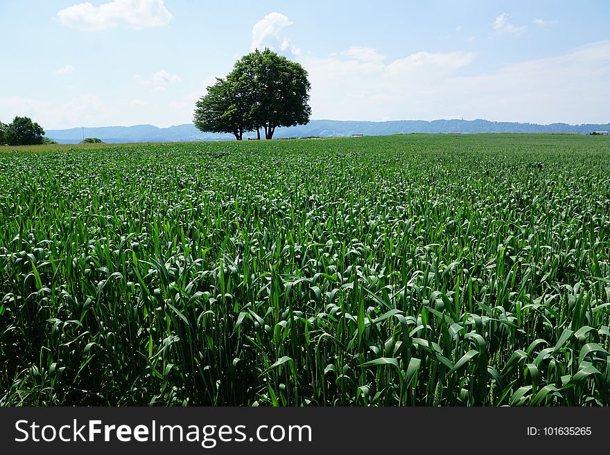 Crop, Field, Agriculture, Grassland