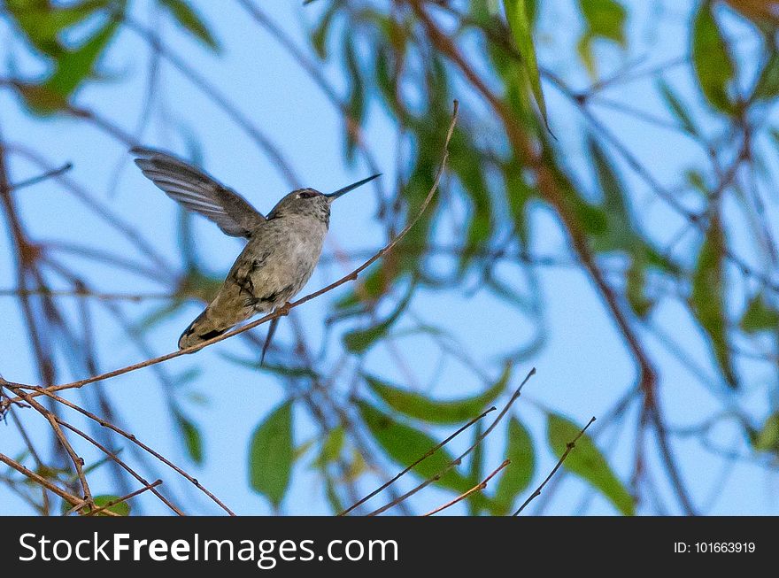 Anna&x27;s Hummingbird