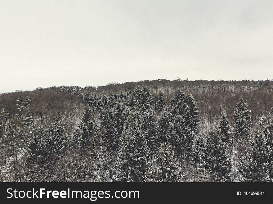 Branches, Clouds, Cold, Environment