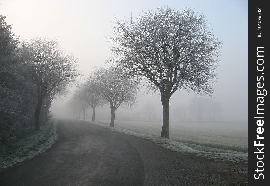 Alone, Cold, Countryside, Fog,