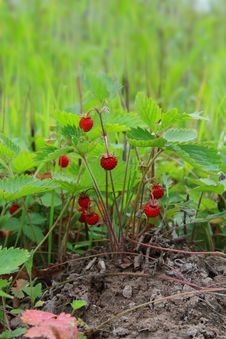 Small Bush Of Wild Strawberry Royalty Free Stock Photo