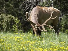 Bull Elk Grazing Stock Image Bull Elk Grazing Stock Image