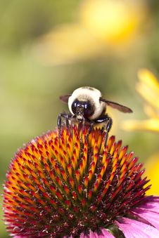 Bumble Bee Royalty Free Stock Images