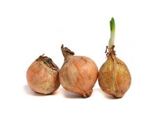 Onion Over White Stock Image