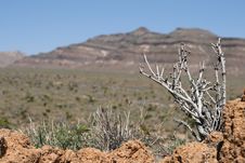 Mojave Desert, California Royalty Free Stock Photos