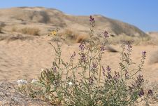 Kelso Sand Dunes, Mojave Desert, California Stock Photo