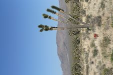 Joshua Trees In Mojave Desert, California Stock Image