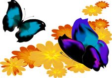 Two Butterflies - 2 Stock Photos