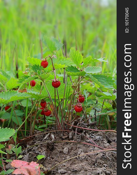 Small bush of wild strawberry on an earthen hillock