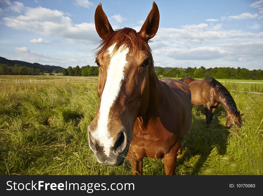 Horse on a field infront of a blue sky
