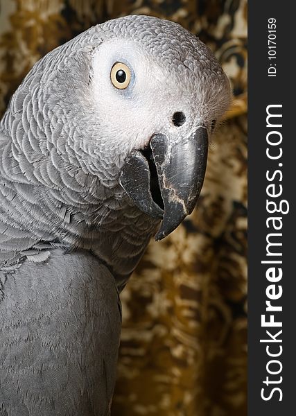 Portrait of a grey parrot in an interior. Portrait of a grey parrot in an interior