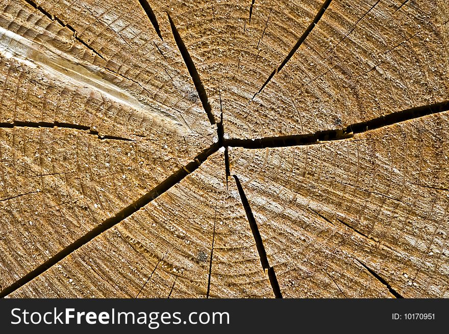 Pine tree trunk, building material.