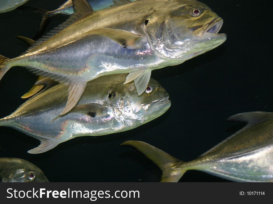 Silver fish swimming in formation in dark aquarium waters.