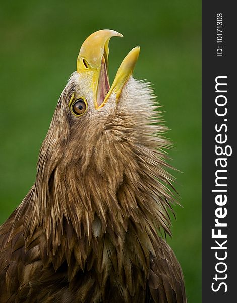 Portrait of white-tailed eagle