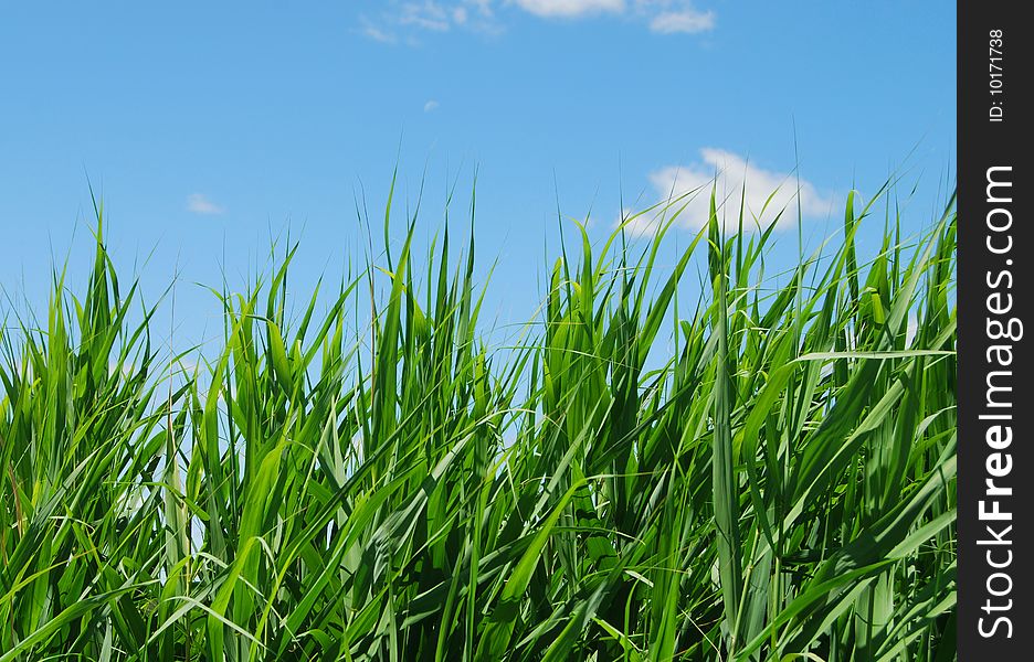 Grass against a clear blue sky. Grass against a clear blue sky