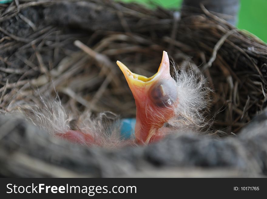 A newly hatched bird pops his head out of the nest with his beak open waiting for food. A newly hatched bird pops his head out of the nest with his beak open waiting for food.