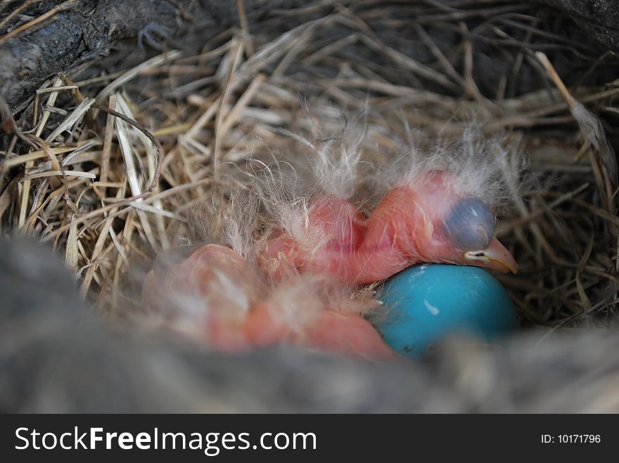 A newly hatched baby bird sleeps over unhatched egg. A newly hatched baby bird sleeps over unhatched egg.