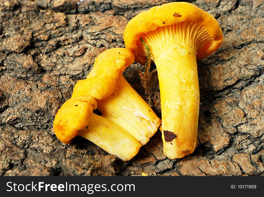 Fresh chanterelles on poplar crust