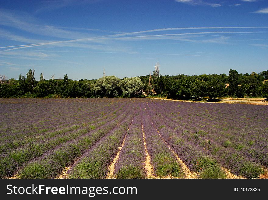 Lavender Fields