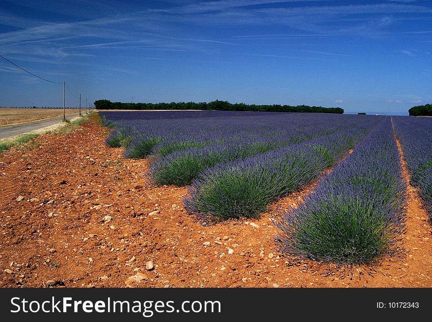 Lavender fields in Provence, Alpes de Haute Provence
